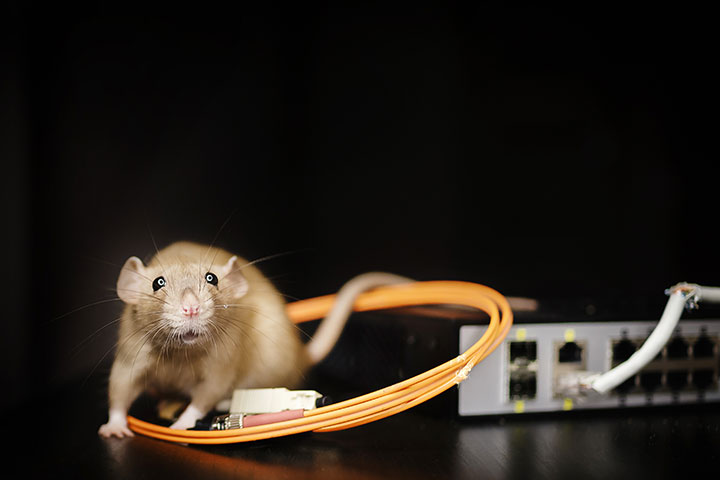 Mouse on wires and a network router
