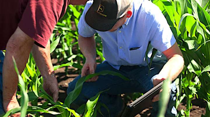 People inspecting crops